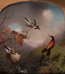 Hummingbirds: To "Sungems" og en "Crimson Topaz", 1866
